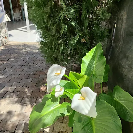 홈스테이 Flora Cirali